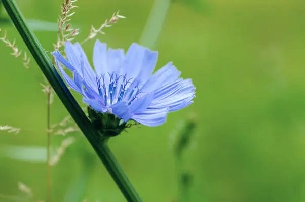 Chicory Flower Image