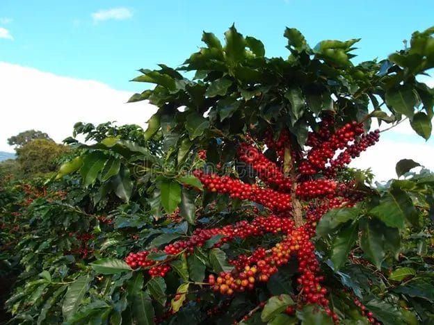Coffee Tree Picture
