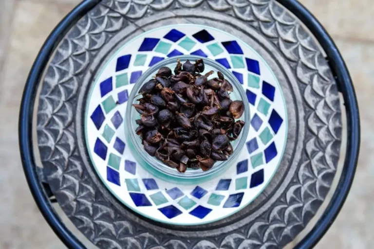 What Is Cascara: The Coffee Cherry Peel Cover Image