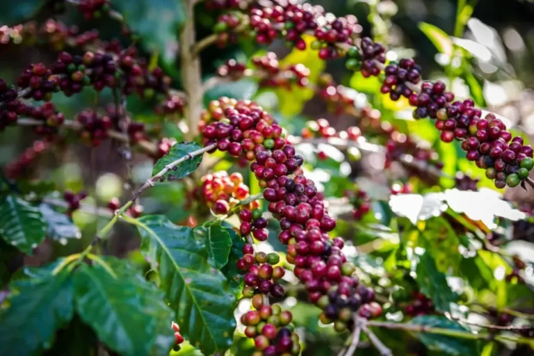Why Do Coffee Plants Produce Caffeine Cover Image